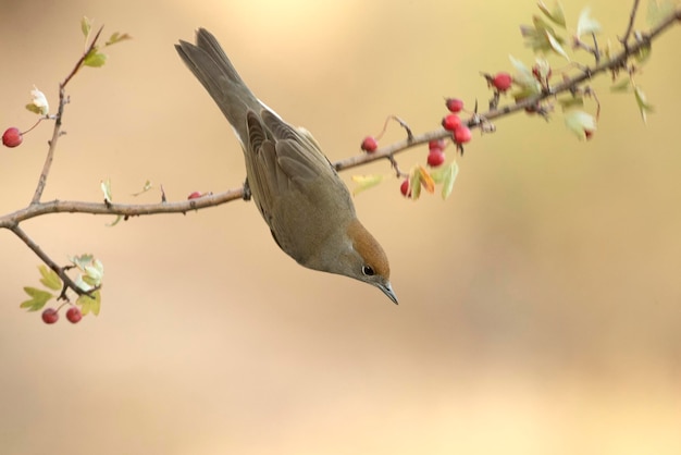 Femmina di Whitethroat comune in un oste all'interno di una foresta mediterranea di pini e querce