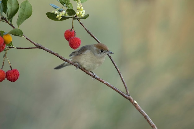 Femmina di whitethroat comune su un ramo di un corbezzolo con frutti all'interno di una foresta mediterranea