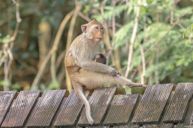 femmina e figlio di scimmia dalla coda lunga sul tetto