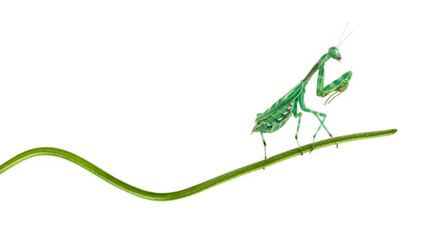 Femmina gessato africano Mantis - Miomantis binotata, su un filo d'erba, isolato su bianco