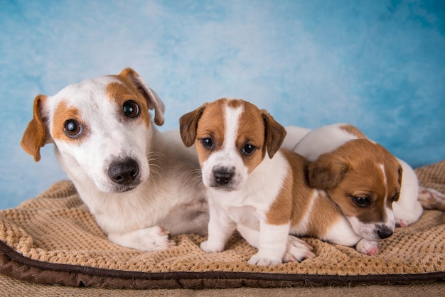 Femmina Jack Russell Terrier con cuccioli su una coperta, orizzontale.