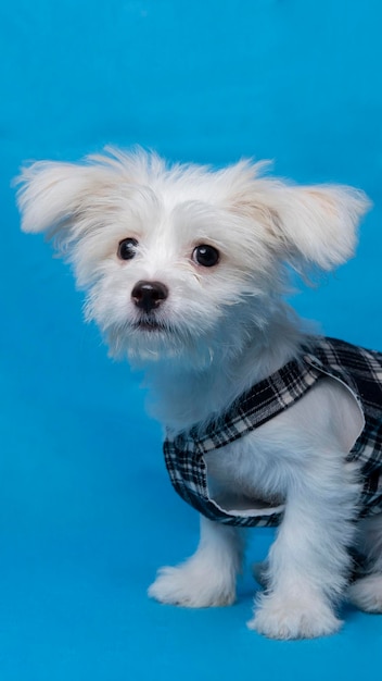 Femmina maltese sessione di servizio fotografico in studio per animali domestici con camicia nera sfondo blu e proprietà carina espressione cucciolo di cane