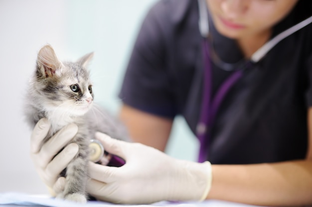 Femmina medico veterinario con stetoscopio per gattino carino