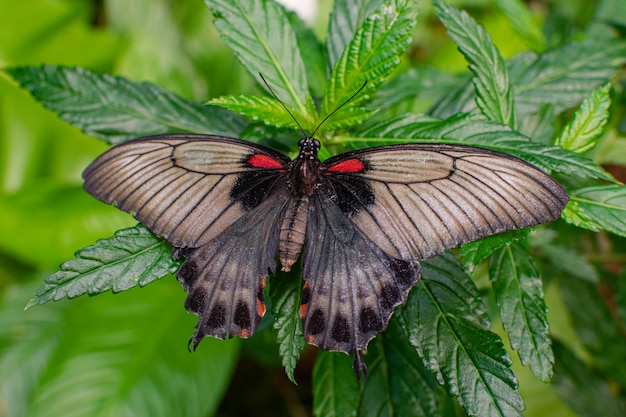 Femmina Papilio memnon, la grande farfalla mormone