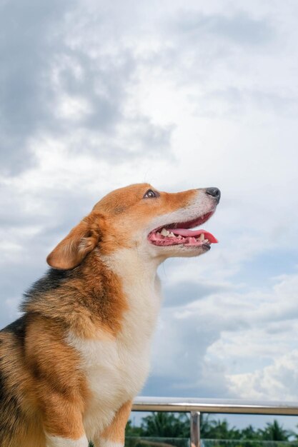 Femmina pembroke welsh corgi servizio fotografico sessione di studio fotografia per animali domestici fuori casa con sfondo cielo carino espressione cane