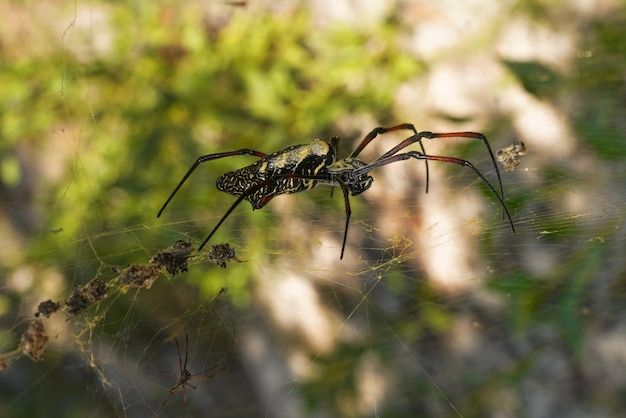 Femmina ragno tessitore orb dorato con zampe rosse - Nephila inaurata madagascariensis, appoggiata sul suo nido, sole su cespugli sfocati sullo sfondo.