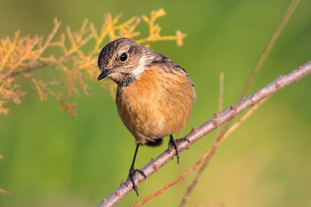 Femmina stonechat europea Saxicola rubicola Malaga Spagna