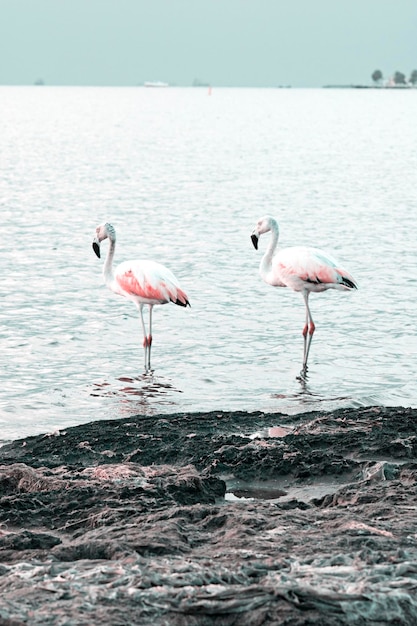 Fenicotteri airone gabbiano Uccelli in spiaggia Parco naturale di riserva di Paracas Ica Perù