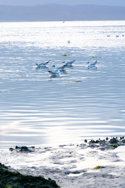 Fenicotteri airone gabbiano Uccelli in spiaggia Parco naturale di riserva di Paracas Ica Perù