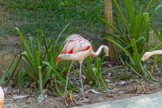 Fenicotteri all'aperto in un lago a Rio de Janeiro in Brasile.