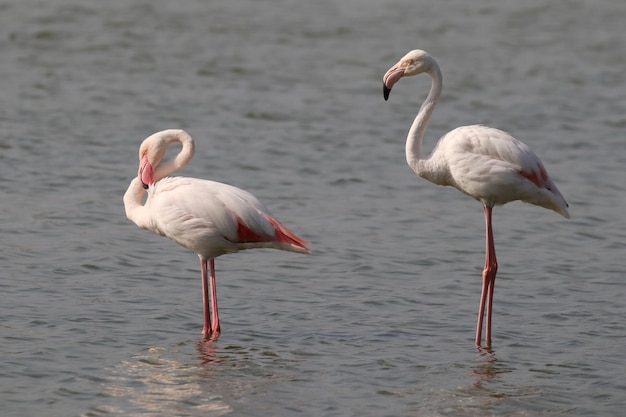 Fenicotteri bianchi maggiori nel lago