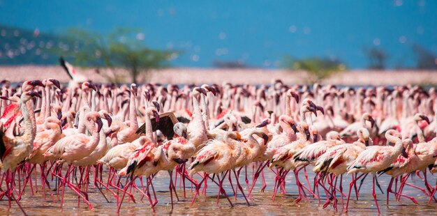 Fenicotteri di gruppo sul lago. Kenya