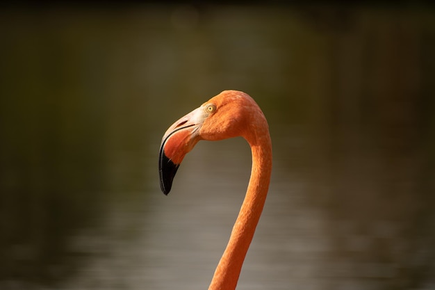 fenicotteri in mezzo al lago