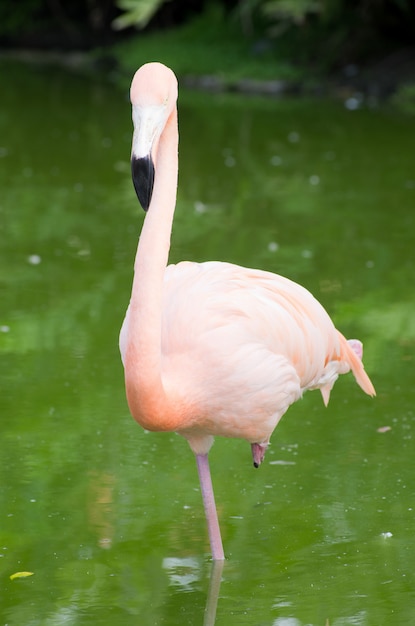 fenicotteri in natura sfocata