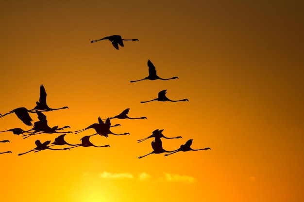 Fenicotteri in volo al tramonto sagome