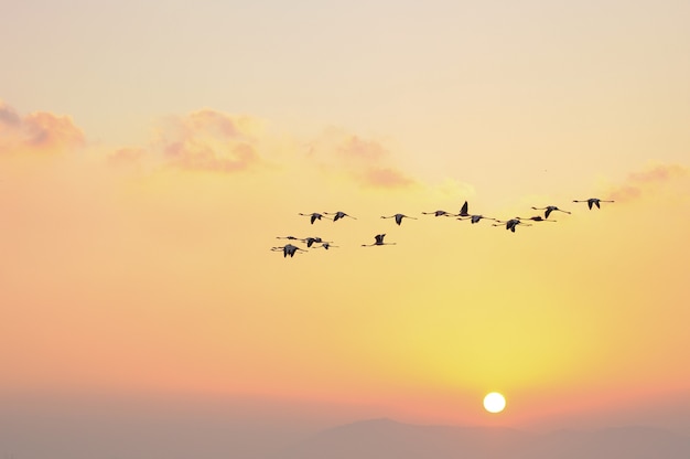 Fenicotteri in volo Uccelli nel cielo