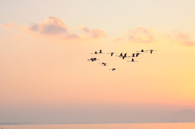 Fenicotteri in volo Uccelli nel cielo