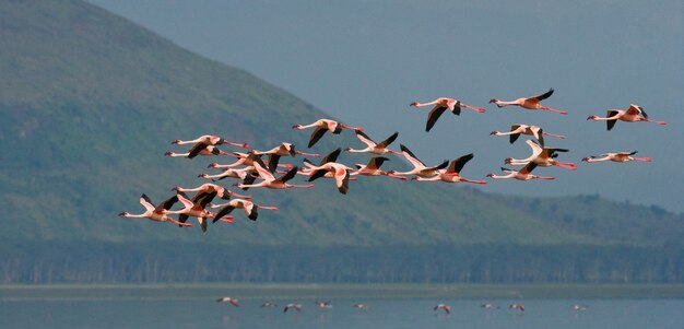 Fenicotteri in volo