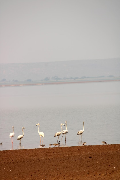 Fenicotteri nel fiume Krishna vicino a Bagalkot