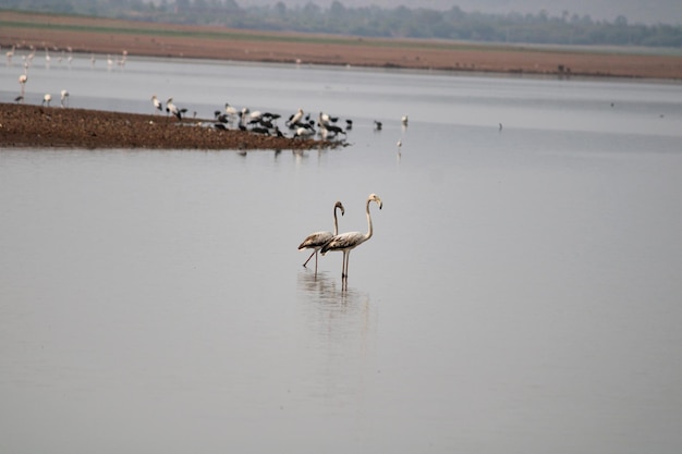 Fenicotteri nel fiume Krishna vicino a Bagalkot