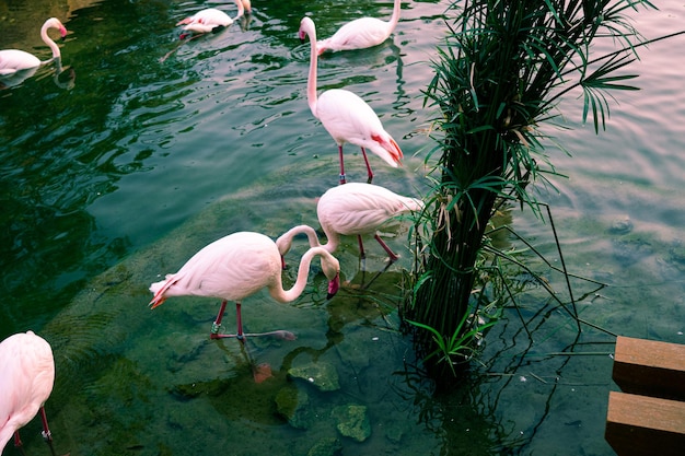 Fenicotteri nel fiume