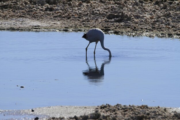 Fenicotteri nel Salar de Atacma Cile