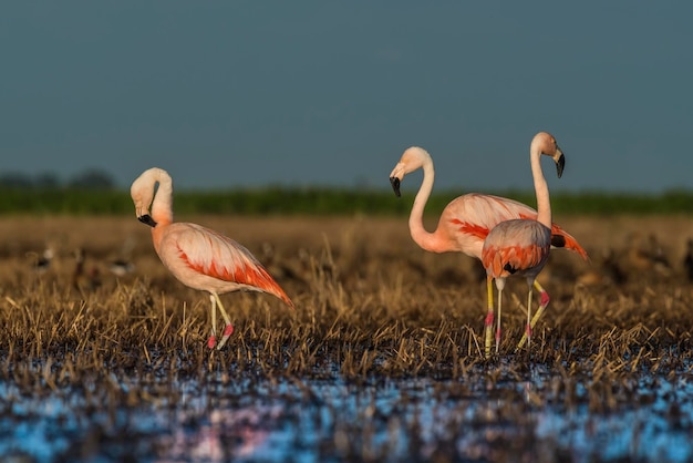 Fenicotteri nell'ambiente lagunare di Pampas La Pampa Patagonia Argentina