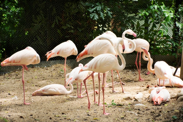 Fenicotteri o fenicotteri uccelli in gabbia al parco pubblico a Bangkok in Thailandia per i thailandesi e i viaggiatori stranieri a piedi visita e viaggio alla ricerca