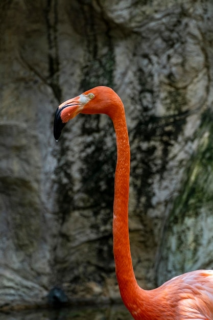 Fenicotteri Phoenicopterus ruber all'interno di una fontana sullo sfondo un treno turistico bianco che passa