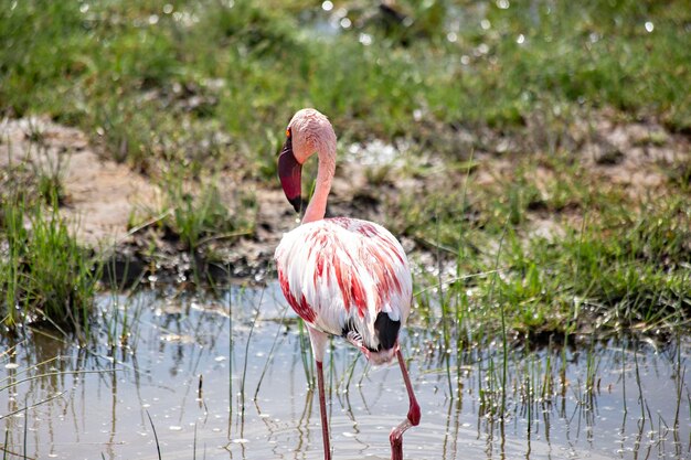 Fenicotteri rosa al lago Amboseli, Kenya