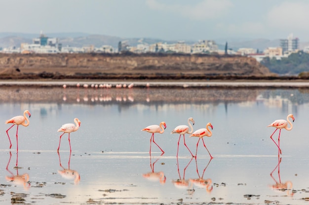 Fenicotteri rosa che camminano lungo la costa Lago salato di Larnaca Cipro