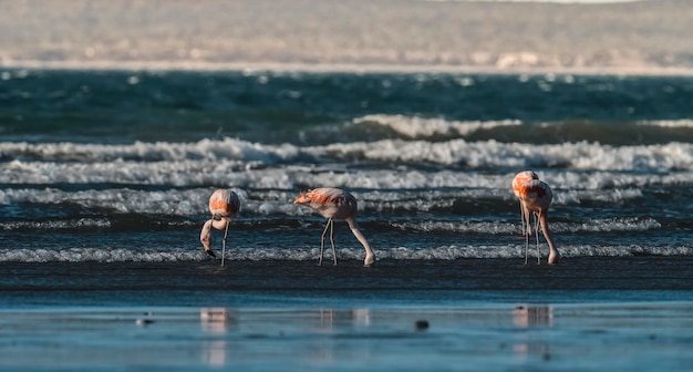 Fenicotteri rosa che si nutrono di una spiaggia Penisola Valdes Patagonia Argentina