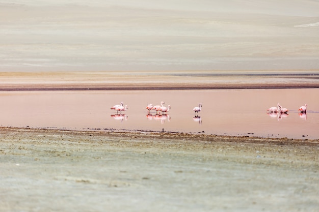 Fenicotteri rosa nel deserto di Ica Perù
