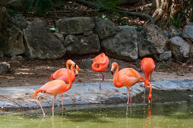 Fenicotteri rosa uccelli dall'acqua con una roccia di granito in background