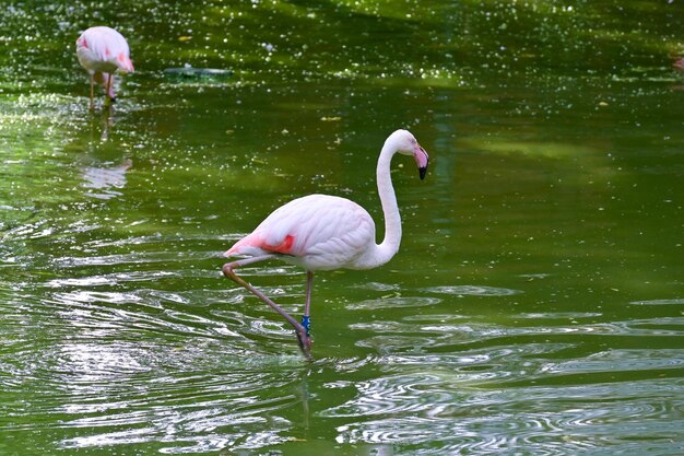 Fenicotteri rosa vicino allo stagno