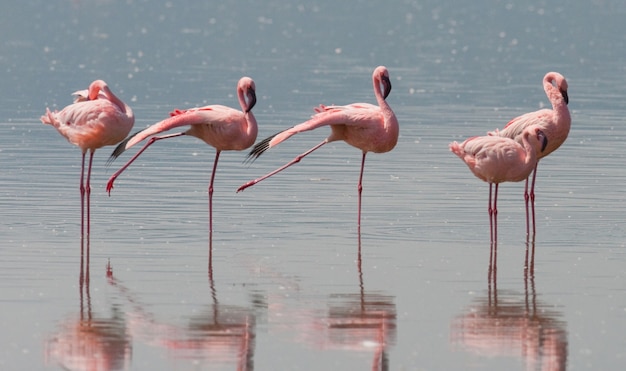 Fenicotteri sul lago con la riflessione