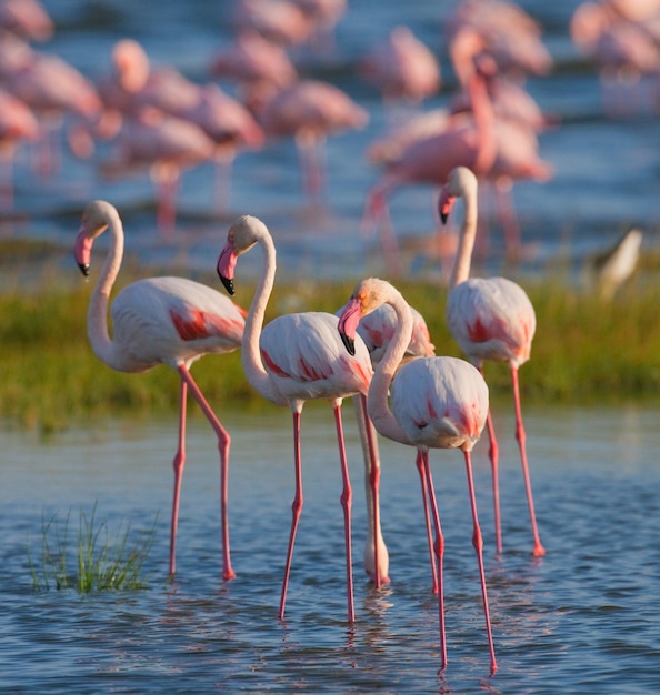 Fenicotteri sul lago con la riflessione