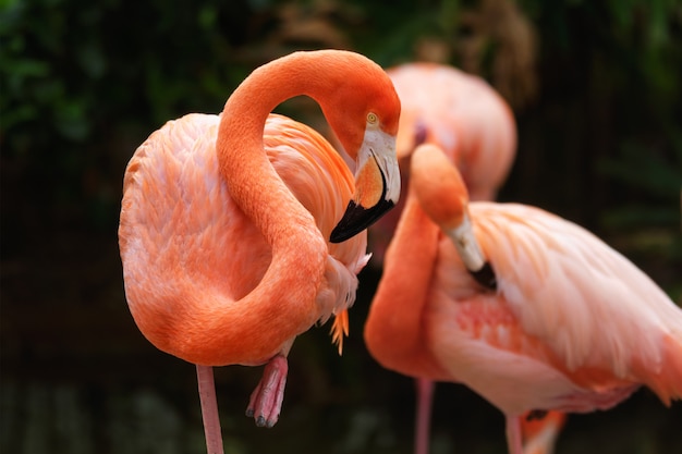 Fenicottero americano Phoenicopterus ruber bird