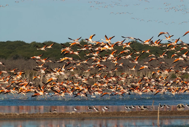 Fenicottero cileno Phoenicopterus chilensis La Pampa Argentina