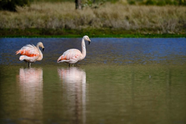 Fenicottero cileno Phoenicopterus chilensis