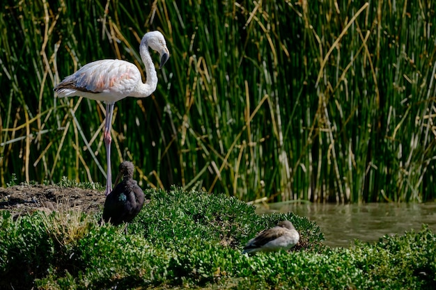 Fenicottero cileno Phoenicopterus chilensis