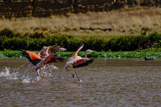 Fenicottero cileno Phoenicopterus chilensis