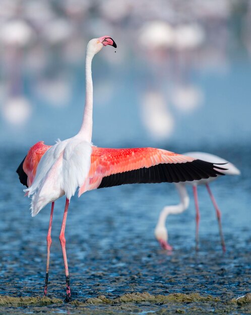 Fenicottero maggiore Phoenicopterus roseus Malaga Spagna