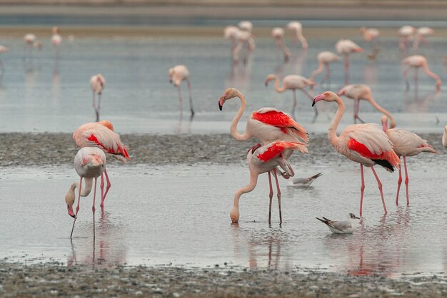 Fenicottero maggiore (Phoenicopterus roseus) Malaga, Spagna