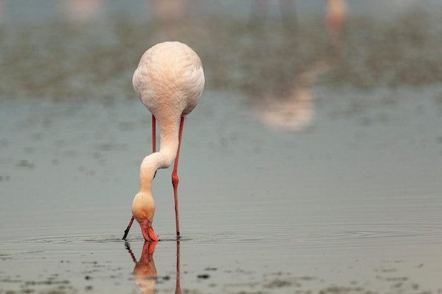 Fenicottero maggiore (Phoenicopterus roseus) Malaga, Spagna