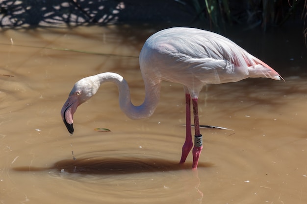 Fenicottero maggiore Phoenicopterus roseus