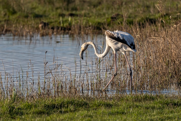 Fenicottero rosa all'alba nel Parco Naturale delle Paludi di Ampurdan.