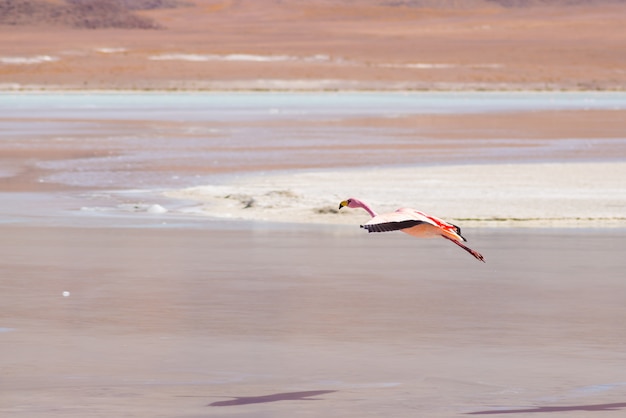 Fenicottero rosa che sorvola il lago salato sulle Ande boliviane