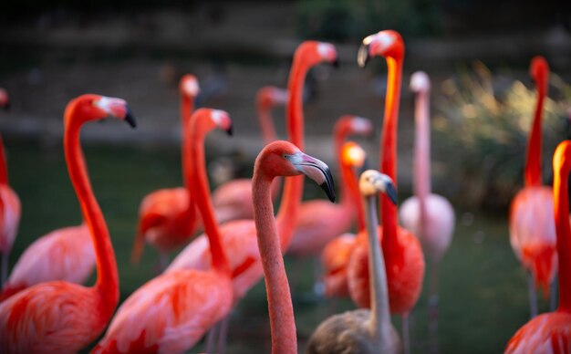 Fenicottero rosa in natura phoenicopterus ruber a stretto contatto con i fenicotteri femminili di bellezza