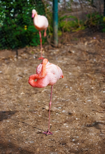 Fenicottero rosa nello zoo della cittadella di Besancon, nella regione della Borgogna Franca Contea in Francia.